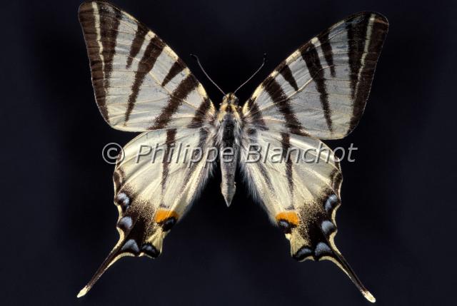 iphiclides podalirius.JPG - Iphiclides podaliriusFlambéScarce SwallowtailLepidoptera, PapilionidaeFrance